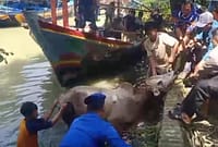 Proses evakuasi sapi kurban yang kabur lalu menceburkan diri ke sungai berlangsung alot sehingga polisi yang dibantu warga harus bekerja ekstra keras, Selasa (26/5/26). Foto : Istimewa