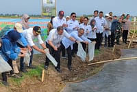 Kawasan Pantai Sicepit di Kelurahan Kasepuhan menjadi lokasi penerapan sistem mina padi salin yang menggabungkan budidaya padi, ikan nila salin dan rumput laut, Selasa (16/6/26).