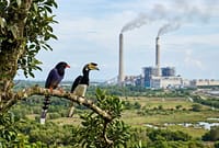 Kawasan penyangga PLTU Batang kini jadi habitat baru beragam satwa liar yang diungkap dalam buku Biodiversitas hasil penelitian 13 tahun di wilayah tersebut dan diluncurkan, Selasa (30/6/26). Foto : Ilustrasi AI